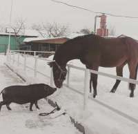 кінний клуб Фаворит
